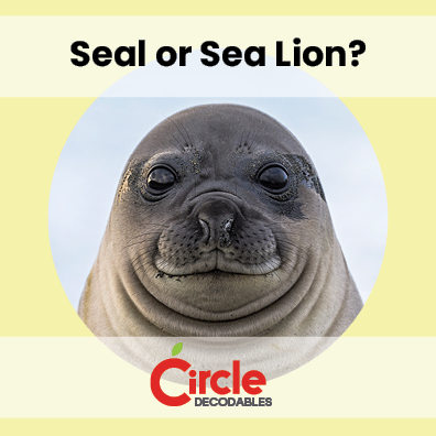 8.1 Seal or Seal Lion