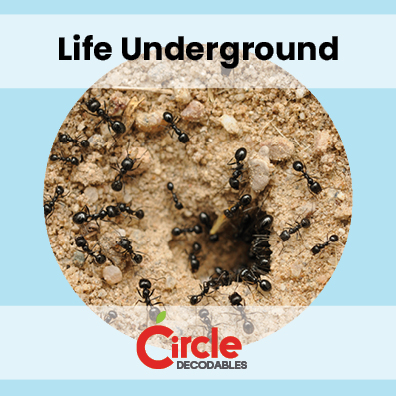 9.5 Life Underground